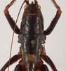 CollectionObject 1534472; e0ed2c48-dc6e-4c92-a328-01df0f68ad7b: male pronotum, dorsal view (holotype). (CollectionObject).