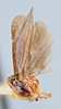 Habitus, lateral view on Cedusa zaxoza Kramer, 1986: (Observation).