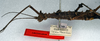 CollectionObject 1557776; db09e5e6-a031-42c2-8b75-5c488b61d0ea: copyright NMW. female: head and thorax, lateral view (syntype). (CollectionObject).;CollectionObject 1557777; 022a4bd5-75b3-4878-9016-fc44d8d98d1b: copyright NMW. female: head and thorax, lateral view (syntype). (CollectionObject).