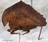 Hymenotes triangularis Westwood, 1837: male, lateral habitus, Mount Makiling, UPLBMNH, scale bar: 5 mm. (Otu).