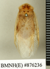 Hemelytroblatta (Mollidentoblatta) simillima (Chopard, 1929): Copyright Natural History Museum, London. Holotype (adult male) in BM(NH). Dorsal view. (Otu).