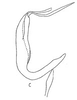 Aedeagus, lateral view: !! display not done !! on Bahita Oman, 1938: Aedeagus, lateral view. (Observation).