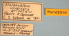 CollectionObject 1514445; f6f82a15-238a-476b-9d32-07d4aebcf17f, MLP0054/5: labels (paratype). (CollectionObject).