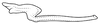 Stylus on Coarctana asymmetrica Domahovski & Cavichioli, 2023: Male holotype [DZUP]: style, dorsal view. (Observation).