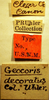 CollectionObject 1596432; 99197ad9-37f5-4123-8baf-029ba742b346: Geocoris decoratus - Holotype Labels (NMNH) - (CC BY-NC 3.0) - Photo by Pablo M. Dellapé with permission from the National Museum of Natural History (NMNH), Smithsonian Institution, Washington, D.C. (CollectionObject).