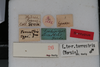 CollectionObject 2203496; ab6aa4a4-e54e-438e-983b-e09d6cf68836: Male, labels (syntype). (CollectionObject).
