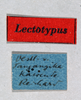 CollectionObject 1501024; 43024772-1b1e-443d-9524-2739fbaa023a: female, labels (lectotype). (CollectionObject).