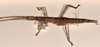 CollectionObject 1559878; 9e1625c8-164e-475e-8740-d8ded0da4710: copyright OUMNH. female, lateral view of synonym Monandroptera inuncans (paralectotype). (CollectionObject).;CollectionObject 1559879; 90a1ca65-43e1-4e5a-93a4-2fb137caf3da: copyright OUMNH. female, lateral view of synonym Monandroptera inuncans (paralectotype). (CollectionObject).
