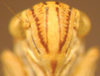 Head: !! display not done !! on Apogonalia histrio (Fabricius, 1794): (Observation).