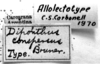 CollectionObject 1553640; 02fc6a9c-78b5-4920-bbcd-595777ddc67e: Image, C.S. Carbonell. labels (syntype - "Diponthus conspersus" is an error by Bruner). (CollectionObject).
