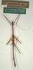 CollectionObject 1557827; NMW 550, 0ba0725c-1787-4ae4-bdbe-9fcc38b0abd1: copyright NMW, Vienna. male of synonym Dixippus remanens (holotype). (CollectionObject).