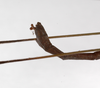 CollectionObject 1560295; 6cb97e6a-fed7-4bac-9efb-02c4e239714c: copyright MNHU, Berlin. male: end of abdomen, lateral view (holotype). (CollectionObject).