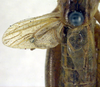 CollectionObject 1500467; a8a48381-b2b1-4c26-9741-867903d3892c, DORSA BTbroarnHTM: male, tegmina (holotype). (CollectionObject).