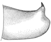 Decticita balli Hebard, 1939: Fig. 10 (after type). male cercus. (Otu).
