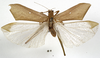CollectionObject 1529786; 08774fc2-1d62-476d-a6cd-26f80b73500e: male, dorsal view (holotype). (CollectionObject).
