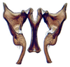 Connective: !! display not done !! on Limotettix Sahlberg, 1871: Limotettix striolus, connective, stylus and aedeagus, ventrally (INHS). (Observation).