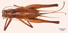 CollectionObject 1523722; 2070dbd4-79ef-4216-949f-950aa3d5a5ab: female, dorsal view (holotype). (CollectionObject).
