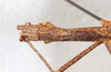 CollectionObject 1560991; NMW 227, 7fa38c3f-f13b-4740-bc05-bac1a831a840: copyright NMW, Vienna. female: head, dorsal view (holotype). (CollectionObject).