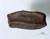 Ramulus ussurianus (Bey-Bienko, 1960): copyright Sergey Storozhenko. Egg, lateral view. (Otu).
