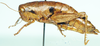 Nyassacris uvarovi Ramme, 1929: female, lateral view. (Otu).