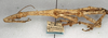 CollectionObject 1559457; NMW 558, 93c666d5-14d5-48af-8514-811677fe6fcb: copyright NMW, Vienna. female juv. of synonym Prisomera histrio: head and thorax, lateral view (holotype). (CollectionObject).