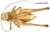 CollectionObject 1575327; 81b604da-8add-453a-b0c9-f90dfea68110: male, ventral view. (CollectionObject).