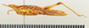 CollectionObject 1518515; d34f4d08-2061-4bc4-be5c-9eef55cd1923: female, lateral view (holotype). (CollectionObject).