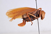 CollectionObject 1536449; 3bb98f7e-5be7-4e14-8c4a-fb36513d1b87: female, lateral view (holotype). (CollectionObject).