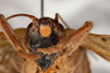 CollectionObject 1531248; f1af1950-b87c-40a2-8754-937e783ff5fe: male, anterior view (holotype). (CollectionObject).