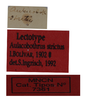 CollectionObject 1535802; b9514780-b31d-400f-a215-b633adb03047: labels (lectotype). (CollectionObject).