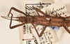 CollectionObject 1561554; 6cdbe08b-dbcd-4592-830b-23e49866e842: copyright UMO. male head and thorax, dorsal view of synonym Acanthoderus spiniventris (syntype). (CollectionObject).;CollectionObject 1561555; effcc6fe-eba2-4459-a612-4ec6e76c6540: copyright UMO. male head and thorax, dorsal view of synonym Acanthoderus spiniventris (syntype). (CollectionObject).