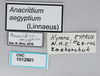 CollectionObject 2800393; e58f9e8e-7245-4889-8bdb-a9939faca89e, CNCI 1012901: Anacridum aegyptium. labels. (CollectionObject).