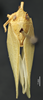 Chlorochara vivida avivida (Caldwell, 1951): (Otu).