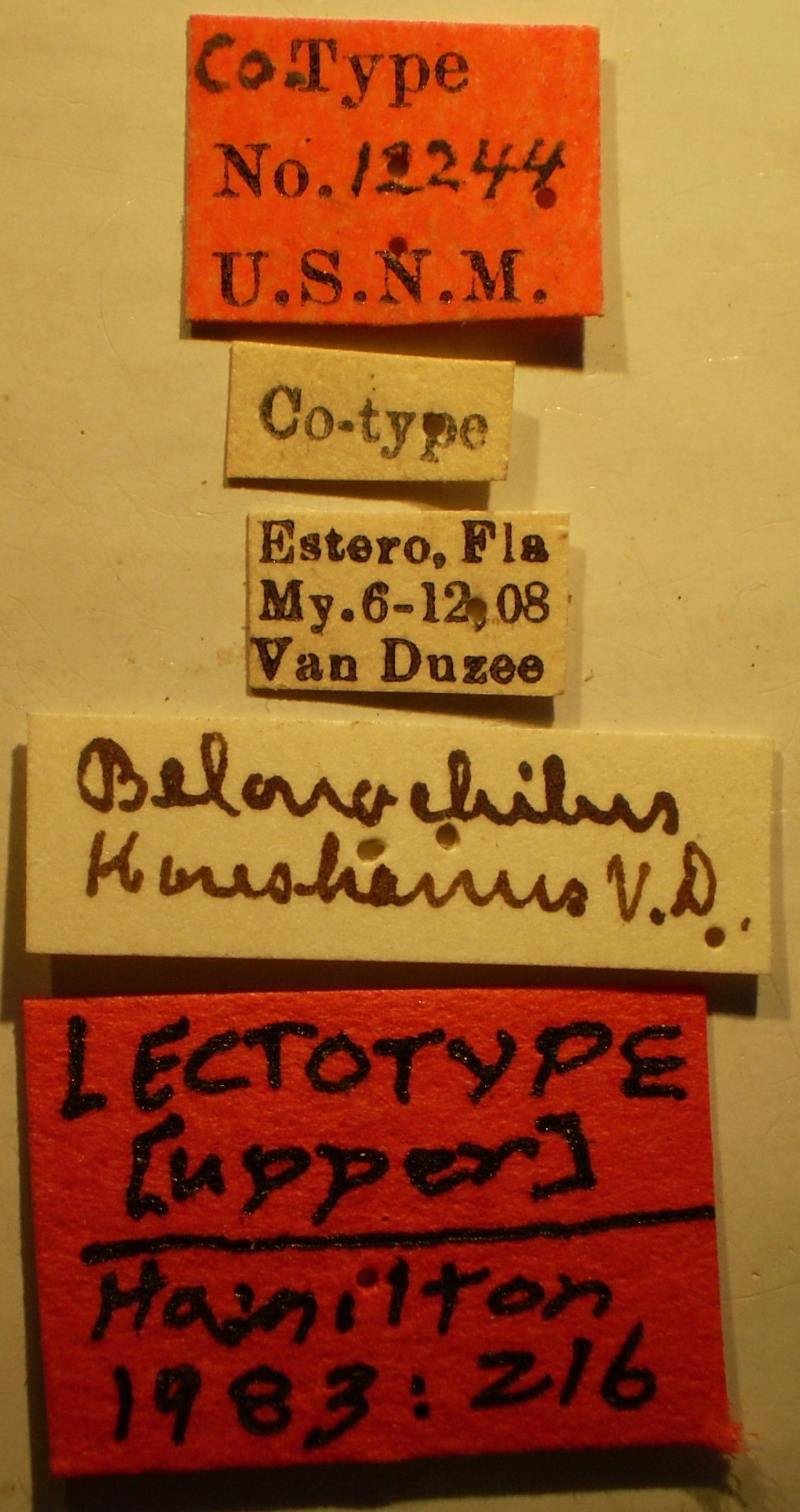 Belanochilus koreshanus - Lectotype labels (NMNH) - (CC BY-NC 3.0) - Photo by Pablo M. Dellapé with permission from the National Museum of Natural History (NMNH), Smithsonian Institution, Washington, D.C Depicts Neortholomus koreshanus (Van Duzee, 1909), an Otu.