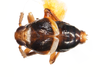 Habitus, dorsal view: !! display not done !! on Pissonotus basalis Van Duzee, 1897: (Observation).