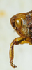 CollectionObject 1498699; 030eafed-5045-4cf5-b2b3-b3cec72c93da: male head, lateral view. (CollectionObject).