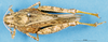 CollectionObject 1537526; b3cb5c1b-b2a9-4675-bca7-377b6ebe639a: female, dorsal view (syntype of Karasicola ortendahli). (CollectionObject).