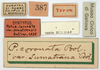 CollectionObject 1476917; f1cca081-22b4-41a3-ba39-9ef42e999443: labels (syntype). (CollectionObject).