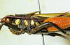 CollectionObject 1498827; b4f7727e-1f33-4456-9479-f8b186356cc6: 2012. male, head and pronotum, lateral view. (CollectionObject).