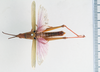 CollectionObject 1506825; 9145ed3a-e759-4d87-a0cf-d2a8bbb6f183: male, dorsal view (lectotype). (CollectionObject).