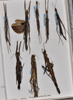 CollectionObject 1560511; f5543416-369c-4db9-b26b-dde9ca6473e6: copyright QM (instead of NHMUK). male and female (paratypes). (CollectionObject).;CollectionObject 1560512; e49a7080-ff25-41d4-8cd0-0ef09693483d: copyright QM (instead of NHMUK). male and female (paratypes). (CollectionObject).