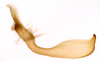 Stylus on Coelogypona venosella DeLong & Freytag, 1966: Male [DZRJ]: style, lateral view. (Observation).