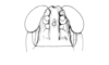 Ronderosia malloi (Liebermann, 1966): Fig. 2L. male head, frontal view. (Otu).