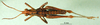CollectionObject 1501226; c602135b-8dd0-4bf8-a673-809440a5625d, DORSA BA000503S01: male, dorsal view (syntype). (CollectionObject).