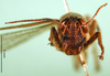 CollectionObject 1502280; e2fd37bb-f990-485b-8405-ac1068cce69c: female, frontal view (syntype). (CollectionObject).