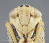 Head on Colladonus geminatus (Van Duzee, 1890): Head/Face. (Observation).