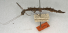 CollectionObject 1558608; 5a706bf4-5e84-4204-8760-98c47d8a075c: copyright NMW, Vienna. female, lateral view (syntype). (CollectionObject).;CollectionObject 1558609; 8d83abb1-bf07-44ce-904f-60d2fbb61f07: copyright NMW, Vienna. female, lateral view (syntype). (CollectionObject).