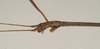 CollectionObject 1561469; NHMUK(SF IMPORT DUPLICATE) 844556, 5fa50b3a-3a22-4fb3-85f1-d879c8e42ba7: copyright Natural History Museum, London. male: head, lateral view (holotype). (CollectionObject).