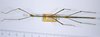 CollectionObject 1559397; d54793e1-f9bd-452c-8e9d-e180868b8b0e: copyright ANSP. male of synonym Dixippus bicolor, dorsal view (syntype). (CollectionObject).