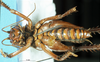 CollectionObject 1537524; 64a9f2d2-0379-4498-9026-7ba512cb75c4: male, ventral view (holotype). (CollectionObject).